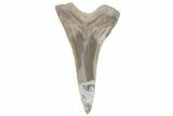 Bargain, Fossil Ginsu Shark (Cretoxyrhina) Tooth - Kansas #219151-1